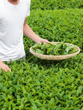 Person holding a basket of freshly picked tea leaves in a tea field