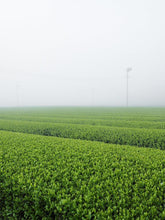 Green field with a lamp post in the fog