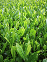 Close-up of green tea leaves in a field