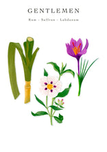 Illustrations of a sugar cane stalk, saffron flower, and labdanum plant with text 'Gentlemen Rum Saffron Labdanum' on a white background.