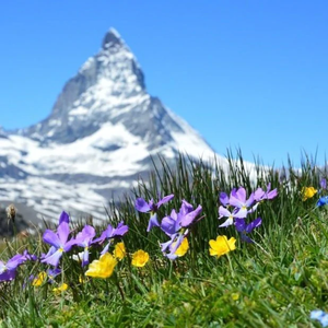 Alpine flowers with mountain peak behind. 