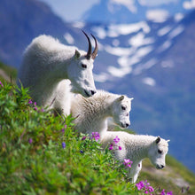 Mountain goat grazing on alpine plants. 
